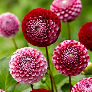 Dalia - Chick a Dee US - GIGA paczka! - 50 szt.