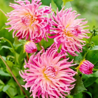 Dalia - Star's Favourite - GIGA paczka! - 50 szt.