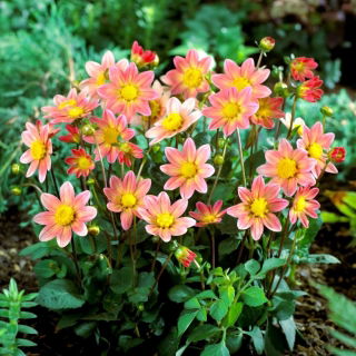 Dalia - Topmix Salmon - GIGA paczka! - 50 szt.