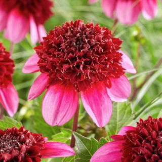 Dalia - Poodle Skirt - GIGA paczka! - 50 szt.