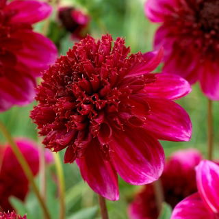 Dalia - Rock Star - GIGA paczka! - 50 szt.