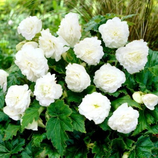 Begonia Non Stop - biała - GIGA paczka! - 100 szt.