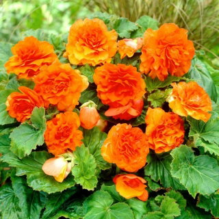 Begonia Non Stop - pomarańczowa - GIGA paczka! - 100 szt.