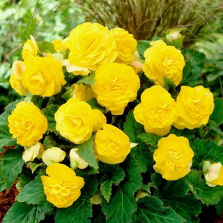 Begonia Non Stop - żółta - GIGA paczka! - 100 szt.