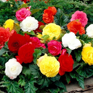 Begonia Non Stop - mix kolorów - GIGA paczka! - 100 szt.