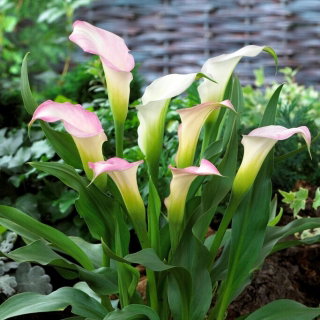 Calla Crystal Blush - GIGA paczka! - 50 cebulek