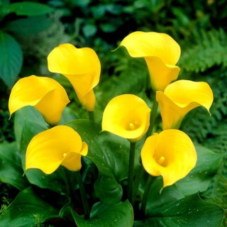 Calla Florex Gold - cebulka XXL - GIGA paczka! - 50 cebulek