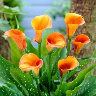 Calla Hot Shot - cebulka XXL - GIGA paczka! - 50 szt.