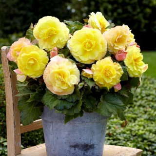 Begonia wielkokwiatowa - Superba Yellow - żółta - GIGA paczka! - 100 szt.