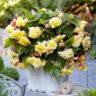 Begonia pachnąca - Odorata Sunny Dream - GIGA paczka! - 100 szt.