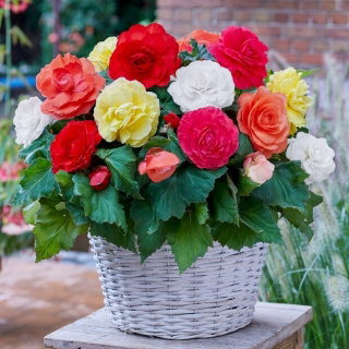 Begonia wielkokwiatowa - Superba - mix kolorów - GIGA paczka! - 100 szt.