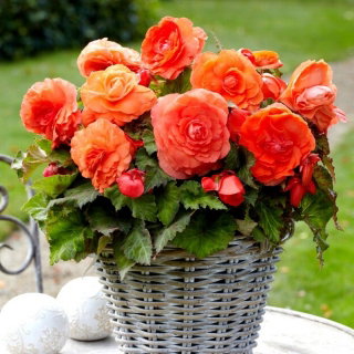 Begonia wielkokwiatowa - Superba Orange - pomarańczowa - GIGA paczka! - 100 szt.