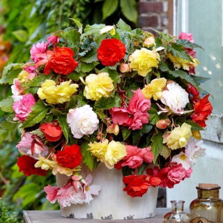 Begonia pachnąca - mix kolorów - GIGA paczka! - 100 szt.