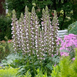 Akant miękki - Acanthus mollis - GIGA paczka! - 50 szt.