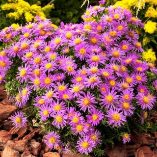 Aster krzaczasty - Alice Haslam - GIGA paczka! - 50 szt.