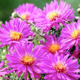 Aster krzaczasty - Anneke - GIGA paczka! - 50 szt.