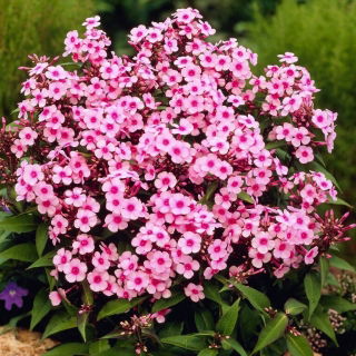 Floks (Phlox) - Płomyk wiechowaty - Miss Pepper - GIGA paczka! - 50 szt.