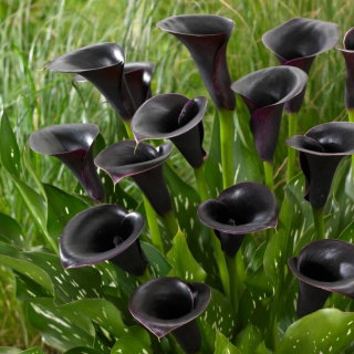Calla Cantor - GIGA paczka! - 50 cebulek