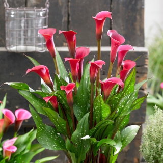 Calla Red Charm - GIGA paczka! - 50 cebulek