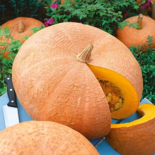 Dynia olbrzymia Jaune Gros de Paris - 100 gram