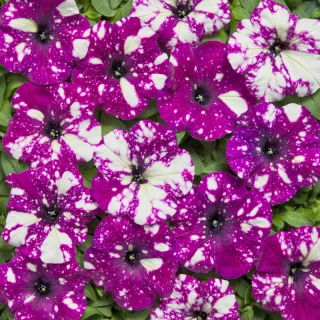 Petunia Dot Star F1 - Dark Violet