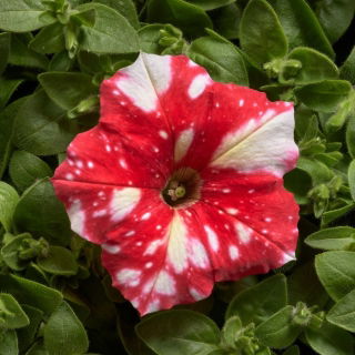Petunia Dot Star F1 - Red