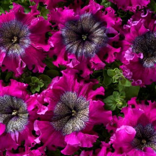 Petunia Superbissima Wine Red - olbrzymie kwiaty do 16 cm