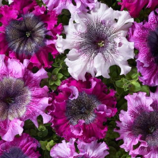 Petunia Superbissima Mix - olbrzymie kwiaty do 16 cm