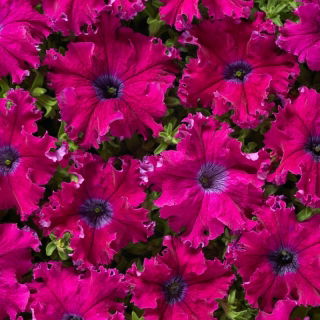 Petunia Aphrodite F1 - Purple