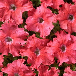 Petunia Aphrodite F1 - Salmon
