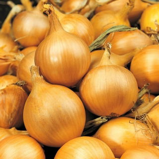 Cebula Sochaczewska - 100 gram