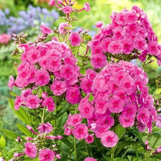 Floks (Phlox) - Płomyk wiechowaty - Cosmopolitan - GIGA paczka! - 50 szt.