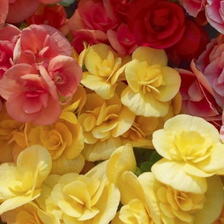 Begonia pełna - mix kolorów - GIGA paczka! - 100 szt.