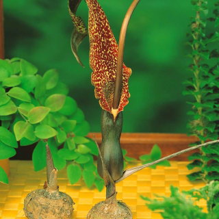 Arum Cornutum - Lilia Voodoo - oryginał w rozmiarze XL - GIGA paczka! - 50 cebul