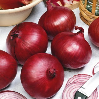 Cebula Karmen - duże opakowanie - 500 gram