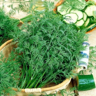 Koper ogrodowy Krezus - duże opakowanie - 500 gram