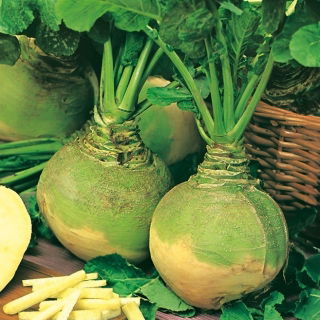 Brukiew Wilhelmsburger - odporna i plenna - duże opakowanie - 100 gram