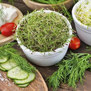 Nasiona na kiełki - Koper ogrodowy