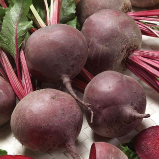 Burak ćwikłowy Bona - 100 gram