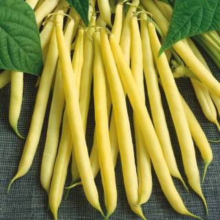 Fasola Maxidor - szparagowa, żółta, smaczna i bezwłóknista - 500 gram
