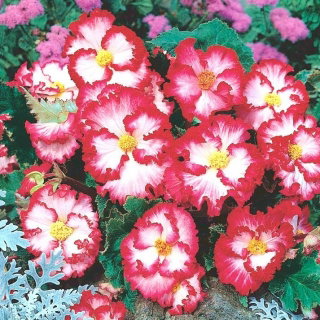 Begonia - Marginata White - biało-czerwona - GIGA paczka! - 100 szt.