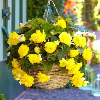 Begonia zwisająca - żółta - GIGA paczka! - 100 szt.