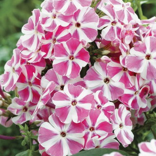 Floks (Phlox) - Płomyk wiechowaty - Peppermint Twist - duża paczka! - 10 szt.