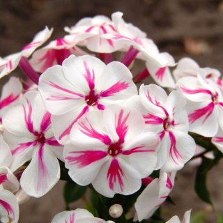 Floks (Phlox) - Płomyk wiechowaty - Twister - GIGA paczka! - 50 szt.