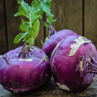 Kalarepa Delikates Blauer - duże opakowanie - 50 gram