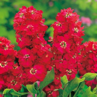 Lewkonia letnia - Excelsior - American Beauty