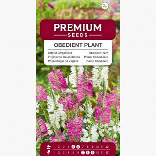 Odętka wirginijska - 45 nasion