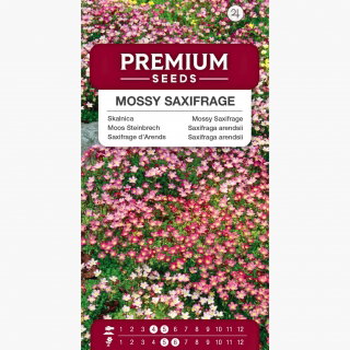 Skalnica – kobierzec różnobarwnych kwiatów - 2000 nasion