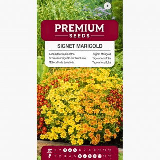 Aksamitka wąskolistna - mieszanka - 600 nasion