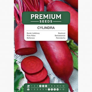 Burak ćwikłowy Cylindra - 940 nasion